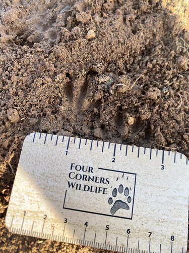 Gunnison's Prairie Dog observed by osiled