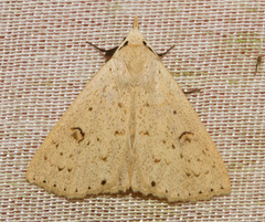Scolecocampinae