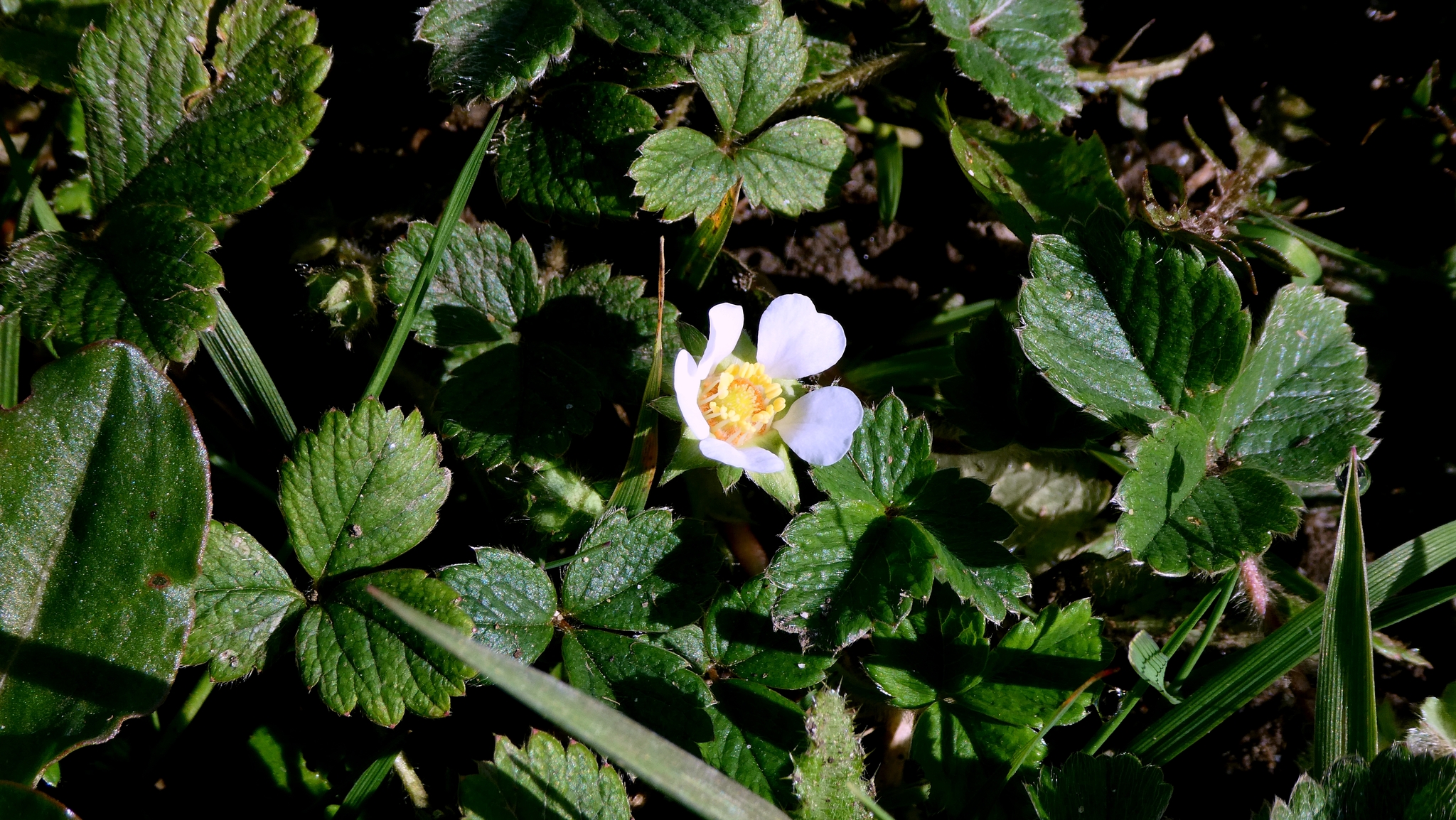 Imagem de Potentilla sterilis