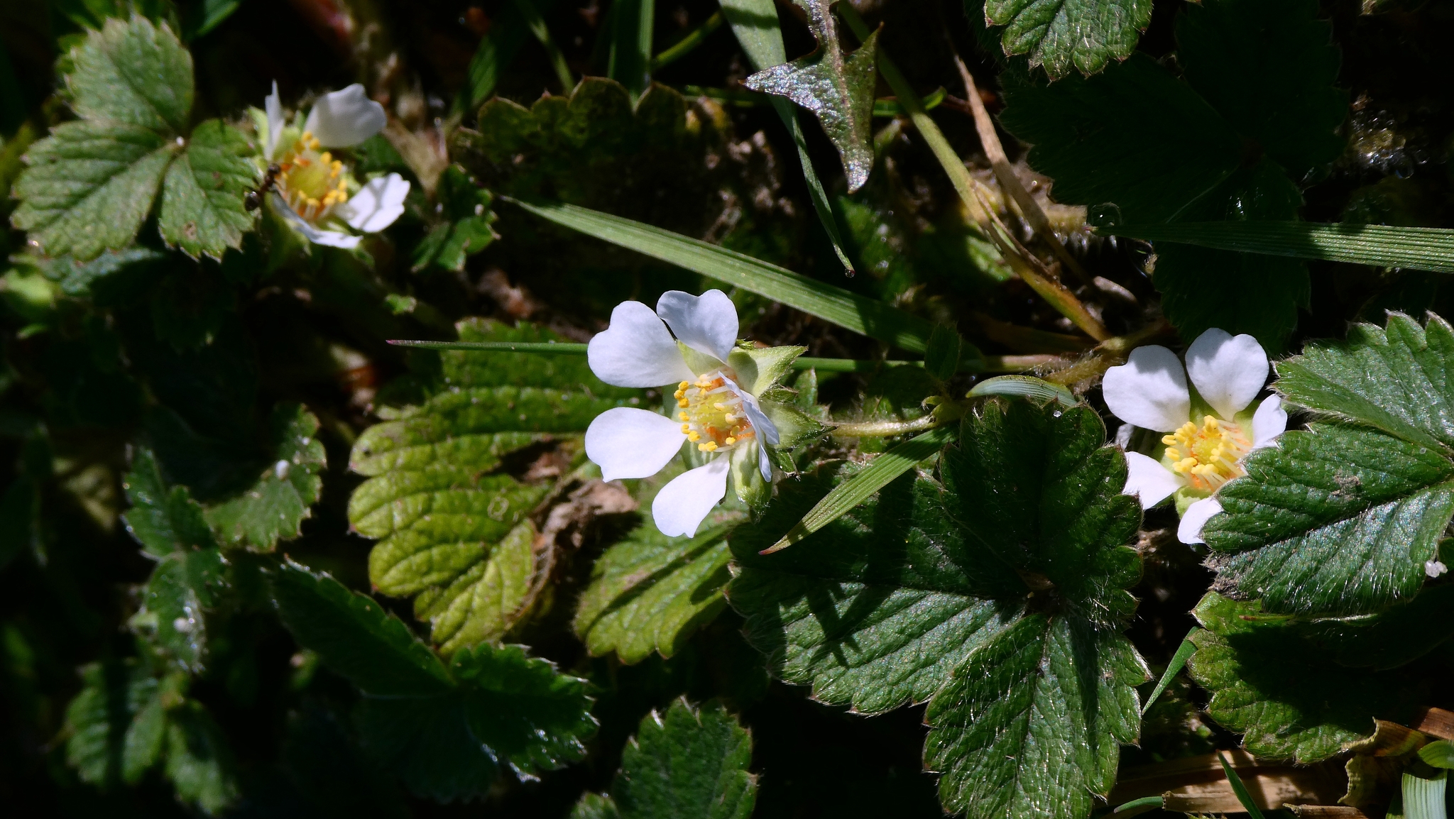 Imagem de Potentilla sterilis
