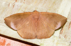 Microgonia rhodaria