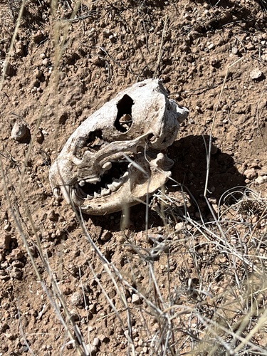 American Badger observed by droberts49