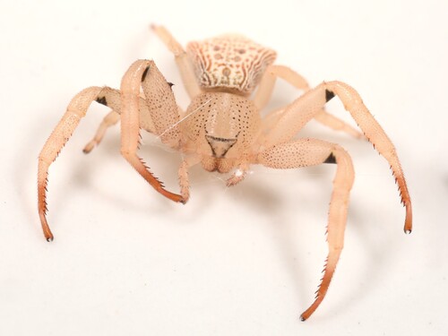 Cyriogonus simoni