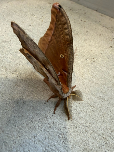 Polyphemus Moth