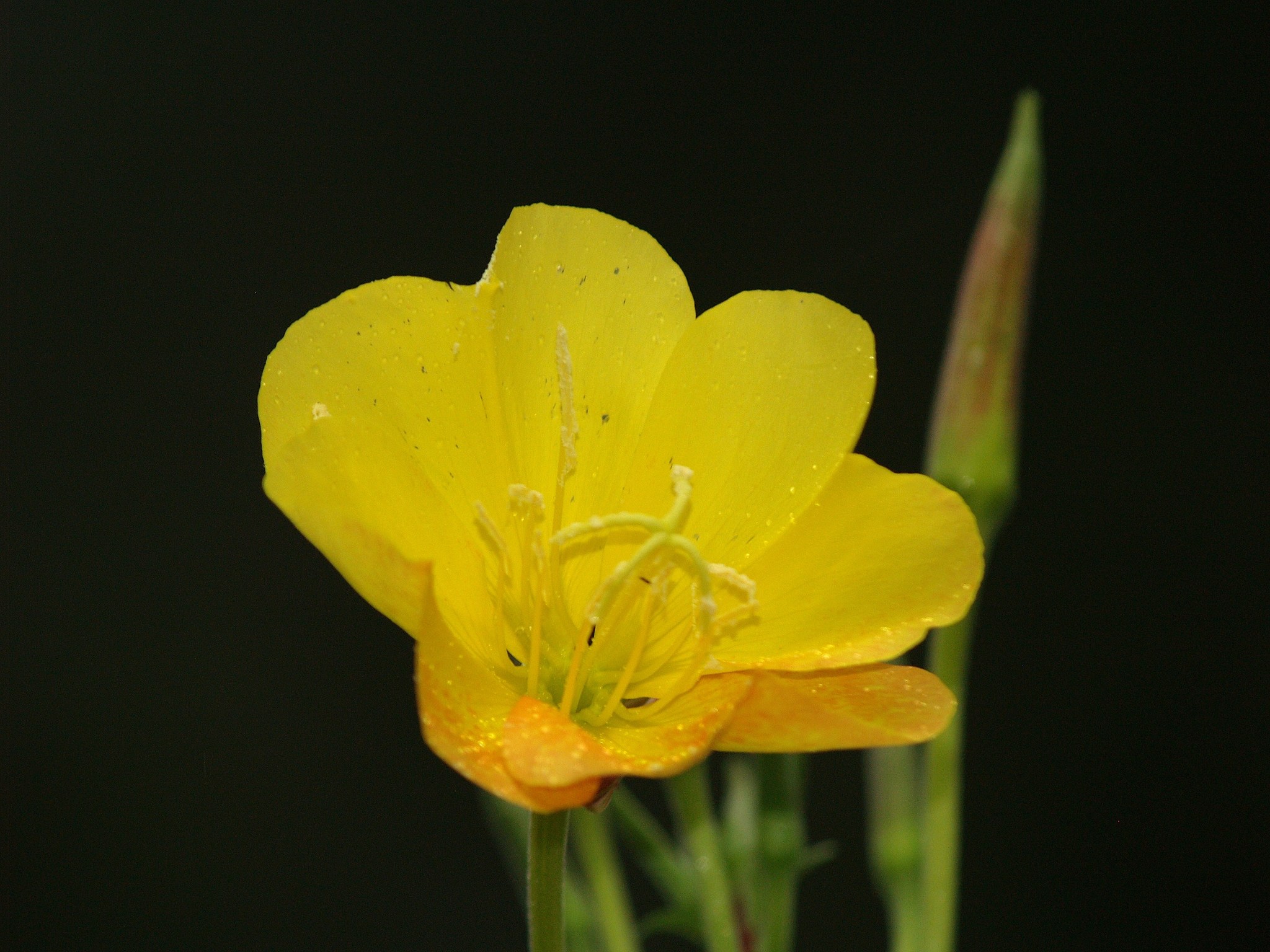 Oenothera jamesii