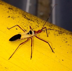 Zelus ruficeps