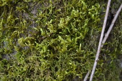 Antitrichia curtipendula