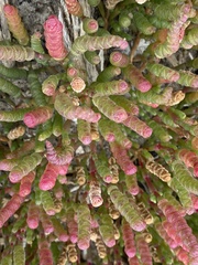 Salicornia blackiana