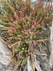 Salicornia blackiana