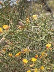 Jacksonia spinosa