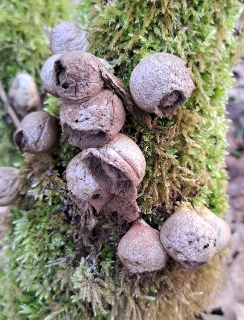 Apioperdon pyriforme · February 2026 · photo: © markuskrieger (iNaturalist, cc-by)