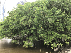 Laguncularia racemosa image