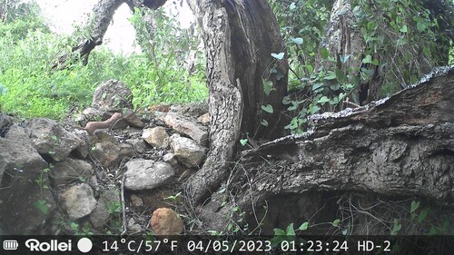 Wezel observed by koenraaddesmet