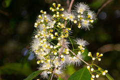 Syzygium tierneyanum