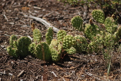 Opuntia × debreczyi