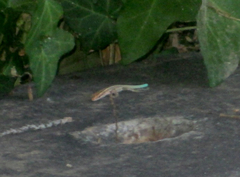 Anatololacerta pelasgiana