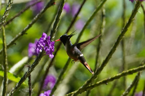 White-crested Coquette (Lophornis adorabilis), photo 2