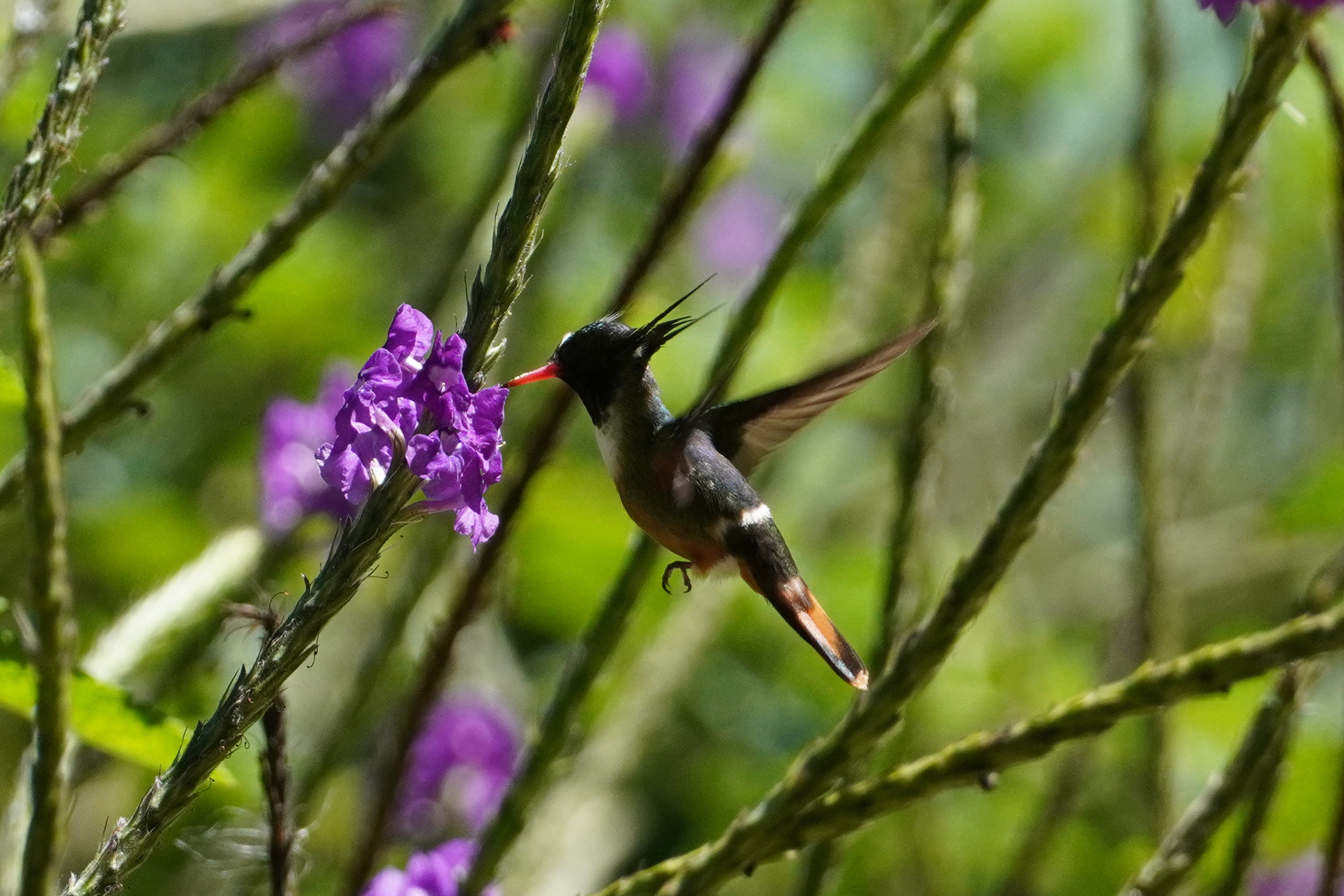 White-crested Coquette (Lophornis adorabilis), photo 2