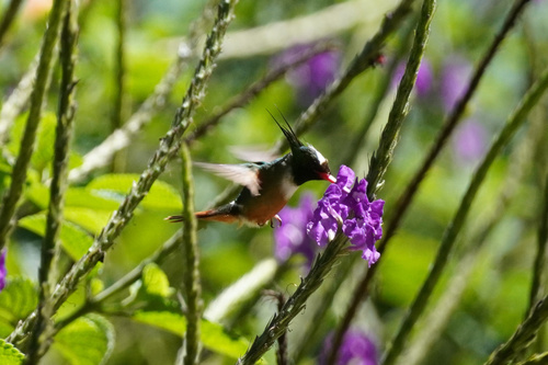 White-crested Coquette (Lophornis adorabilis)