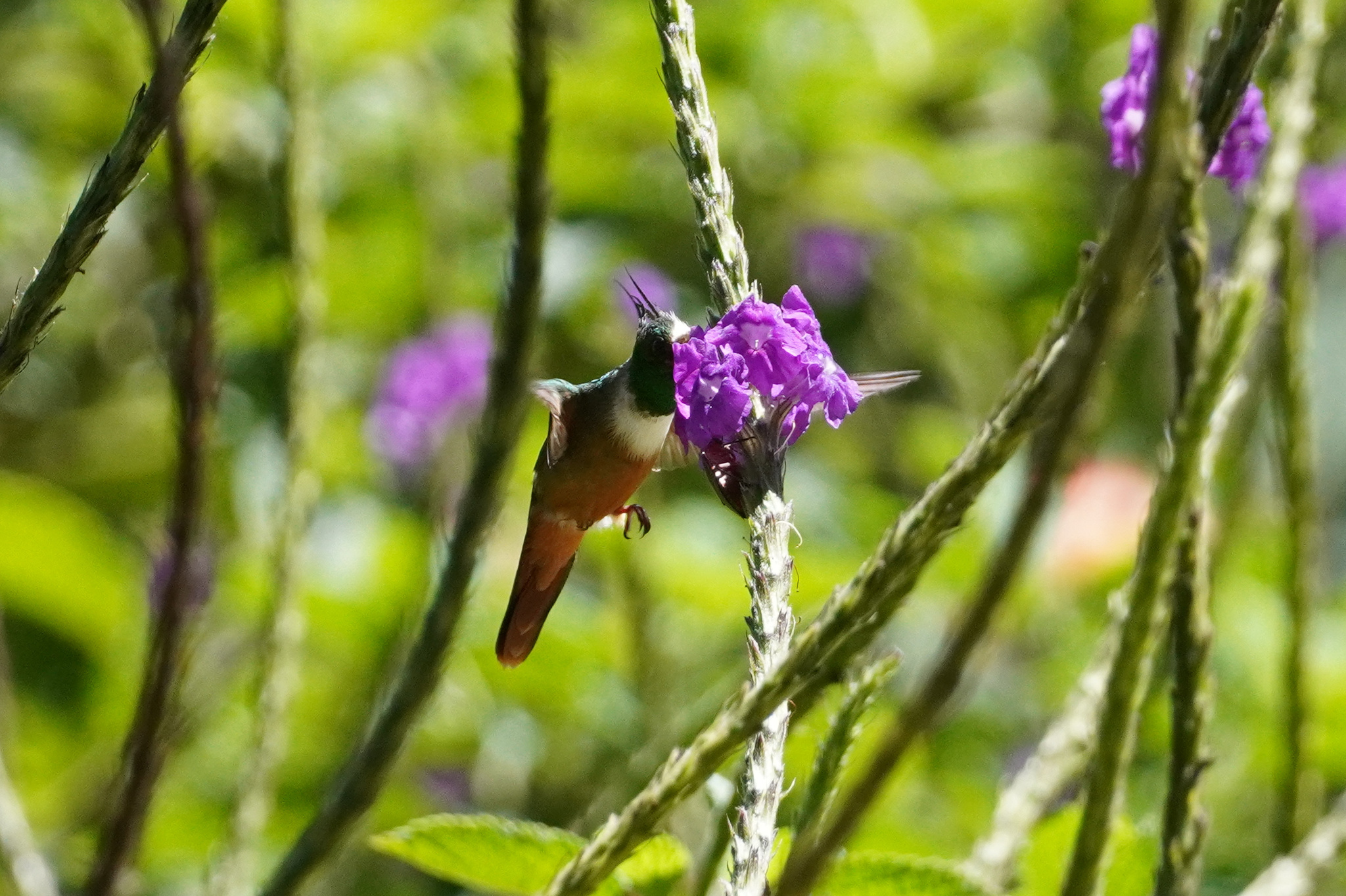 White-crested Coquette (Lophornis adorabilis), photo 4
