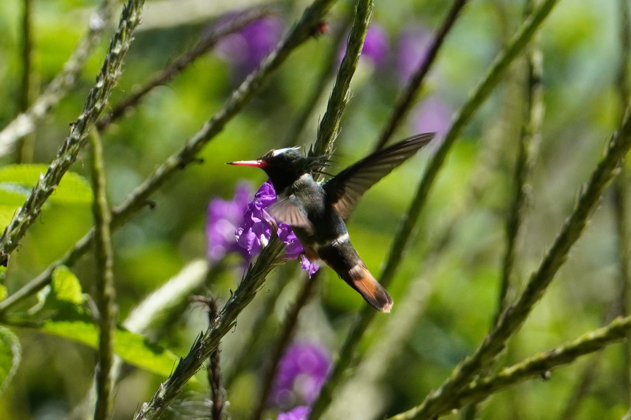 White-crested Coquette (Lophornis adorabilis), photo 3