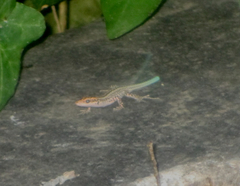 Anatololacerta pelasgiana