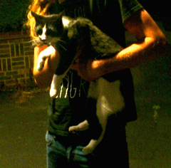 Felis catus