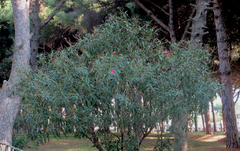 Angiospermae