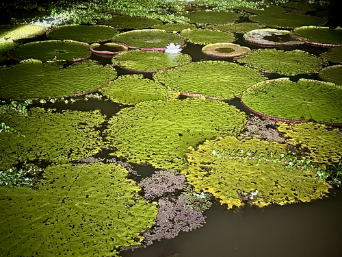 Amazon Water-Lily (Victoria amazonica)