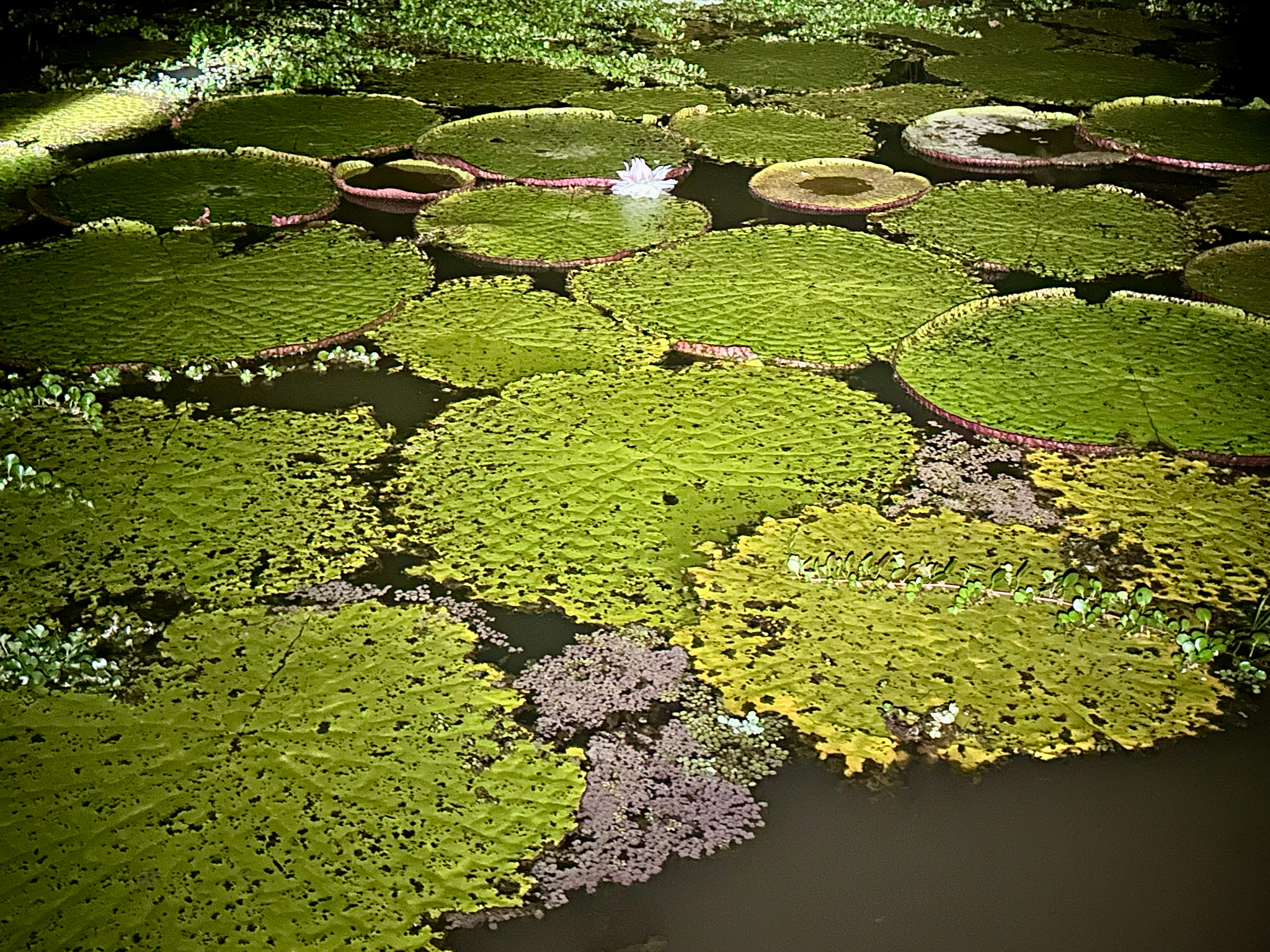 Amazon Water-Lily (Victoria amazonica)