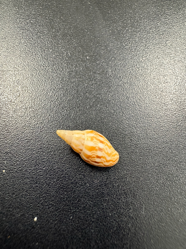 Rhombinella laevigata observed 2026-02-26