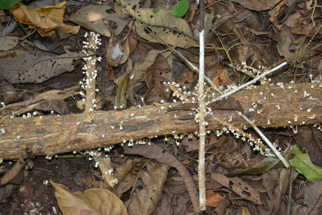 Gymnopus montagnei · February 2020 · photo: © letiziaw (iNaturalist, cc-by)