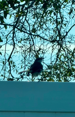 Northern Mockingbird