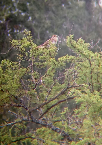 Striped Cuckoo (Tapera naevia), photo 6