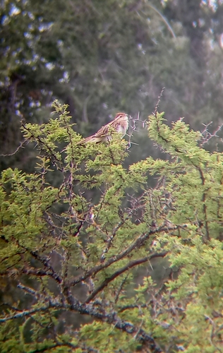 Striped Cuckoo (Tapera naevia), photo 7