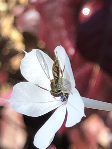 Unknown species found near Scottsdale Community College, Scottsdale, AZ, US
