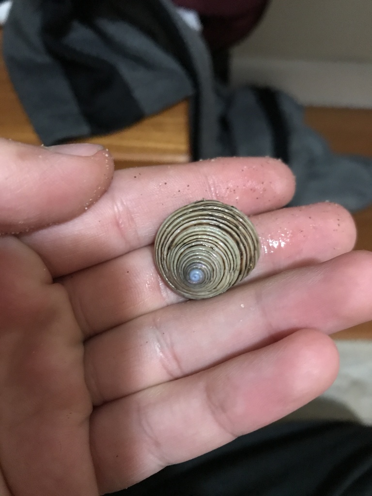 channeled topsnail