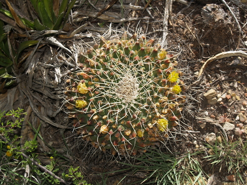 Mammillaria winterae ssp. winterae