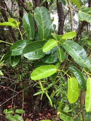 Cissus oblonga