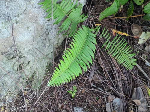 Nephrolepis brownii observed 2026-02-26