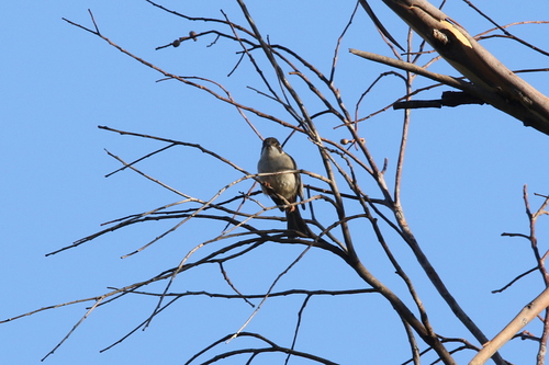 Melithreptus brevirostris