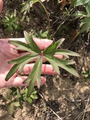 Delphinium cardinale