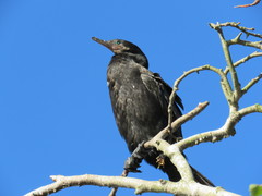 Nannopterum brasilianum