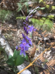 Veronica perfoliata