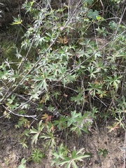 Delphinium cardinale