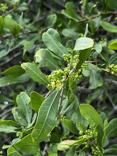 Schinus longifolia