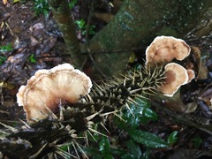 Cymatoderma dendriticum