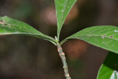 Psychotria marginata