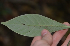 Psychotria marginata