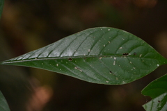 Psychotria marginata